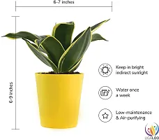 Natural Live Plant for Home Garden-thumb2