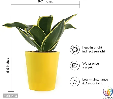 Natural Live Plant for Home Garden-thumb3