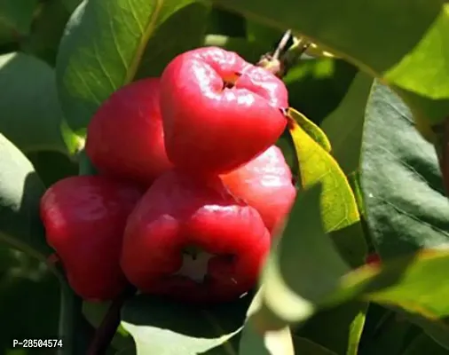 Jamun Plant  Java Apple  Makopa  Jambu Klampok  Chomphu khieo  Jambu Semarang 004-thumb0