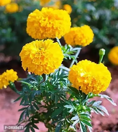 Earth Angels Marigold Plant Live Marigold Yellow Flower Plant With Pot (with flower on the plant)-thumb0