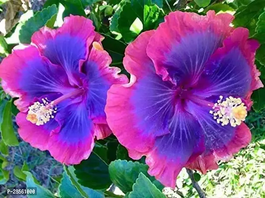 Earth Angels Hibiscus Plant Hibiscus Plant-4-thumb0