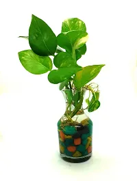 Money Plant  money Plant  in potpurie glass pot with colorful stones-thumb1