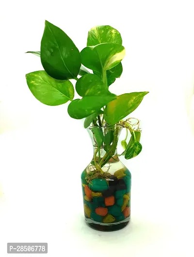 Money Plant  money Plant  in potpurie glass pot with colorful stones-thumb2