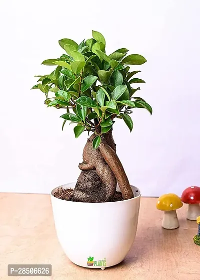 Ficus Bonsai Plant  GHBN125-thumb0