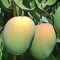 Earth Angels Mango Plant HIMSAGAR MANGO PLANT-thumb1