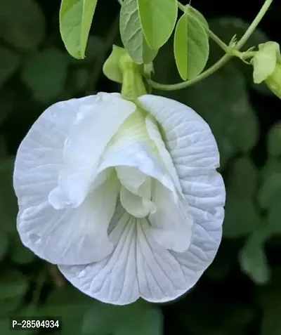 Aparajita Butterfly Pea Plant  Aparajita Butterfly Pea Plant  White flower Plant-thumb0