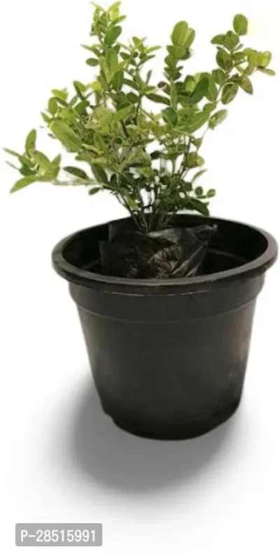 Natural Live Plant for Home Garden-thumb0