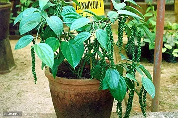 Natural Live Plant for Home Garden-thumb0