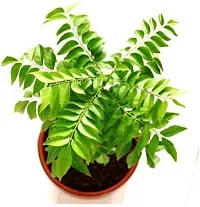 Natural Live Plant for Home Garden-thumb1