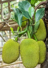 Jackfruit Plant  Mango Plant kingdom177-thumb1