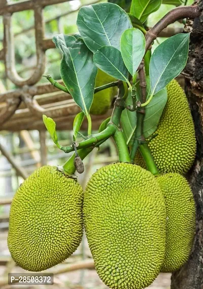 Jackfruit Plant  Mango Plant kingdom177-thumb2