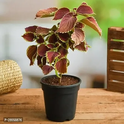 Earth Angels Coleus Plant Coleus-thumb0