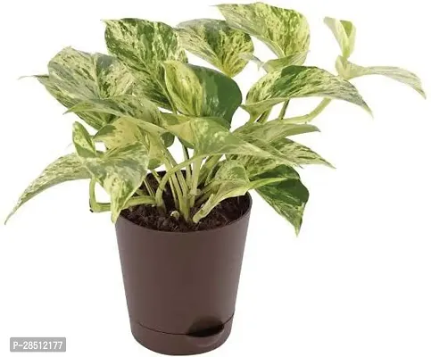 Natural Live Plant for Home Garden-thumb0