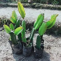 Natural Live Plant for Home Garden-thumb2