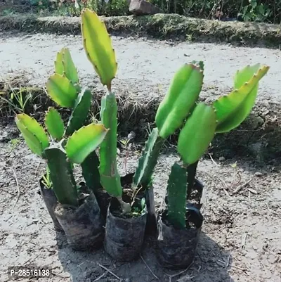 Natural Live Plant for Home Garden-thumb3