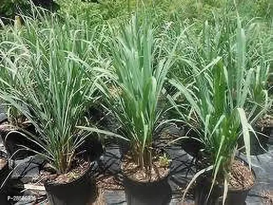 Lemon Grass Plant  Lemongrass Model name Fever grass Plant-thumb3