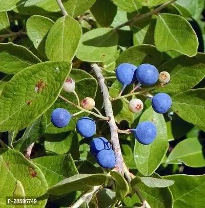 Rudraksha Plant  Rudraksha Plant-thumb2