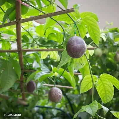 Passion Plant  Passion Fruit Plant  100-thumb3