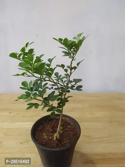 Natural Live Plant for Home Garden-thumb0