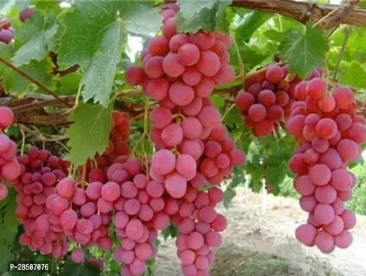 Grapes Plant  Live Red Grapes Fruit Plant    Healthy Sweet Fruit Plant s-thumb0