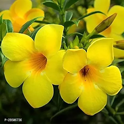 Mandevilla Plant  Allamanda Flower Plant-thumb0