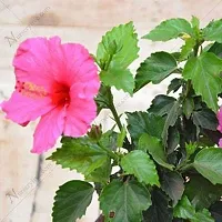 Hibiscus Plant  Hibiscus flower Plant 2-thumb2