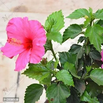 Hibiscus Plant  Hibiscus flower Plant 2-thumb3