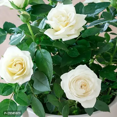 Rose Plant  WHITE ROSE Plant  06-thumb0