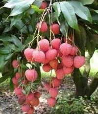 Litchi Plant  Litchi Plant kingdom52-thumb1