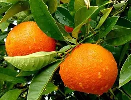 Orange Plant  Live Darjeeling Orange Fruit Plant-thumb1