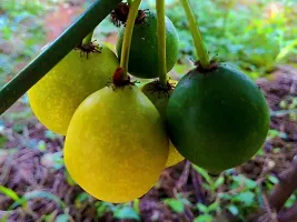 Rare Baraba Fruit Live Seedling Plant  Plant  BARABA3-thumb1