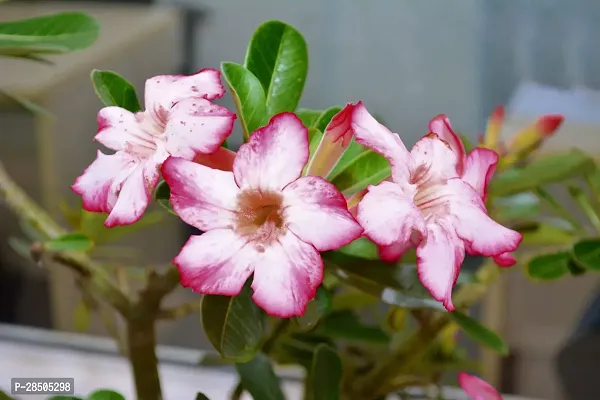 Adenium Plant  Adenium Plant  52-thumb0