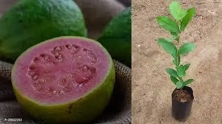 Earth Angels Guava Plant GUAVA PLANT ER4-thumb0