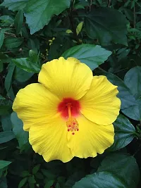 Earth Angels Hibiscus Plant Hibiscus Yellow Plant-thumb2