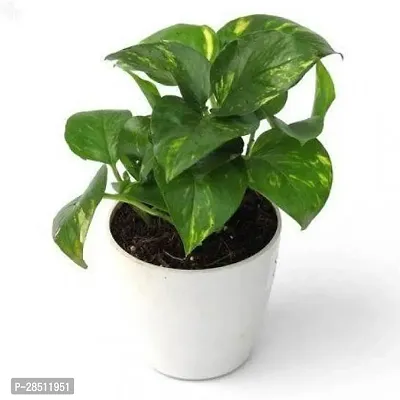 Natural Live Plant for Home Garden-thumb0