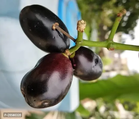 Jamun Plant  Jamun Plant kingdom24