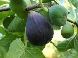 Ficus Plant  Fig Anjeer XOxygreenPlant 2-thumb1