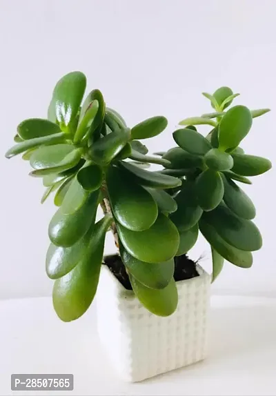 Jade Plant  Jade Plant heaven299-thumb0