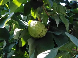 Rare Cherimoya Fruit Exotic Seedling Live Plant  Plant  CHERIMOYA3-thumb2