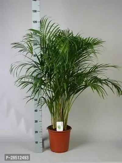 Natural Live Plant for Home Garden-thumb0