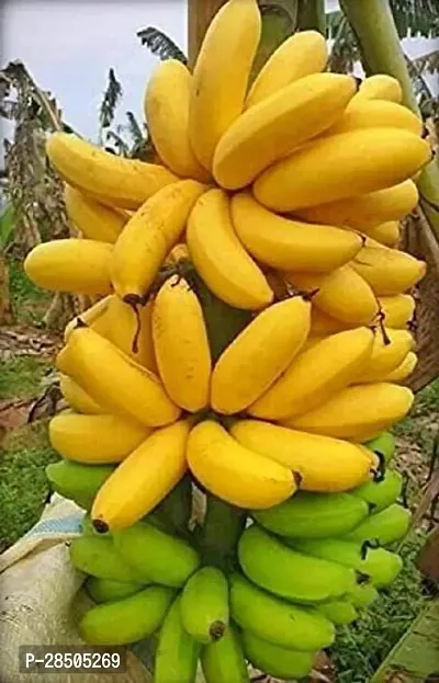 Banana Plant  YELLOW Banana Fruit Plant  C