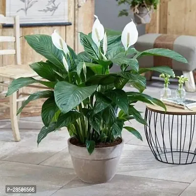 Peace Lily Plant  Hybrid Peacelily Plant  21-thumb0