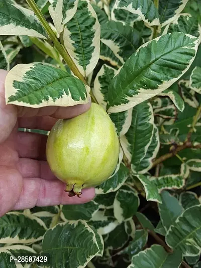 Guava Plant  GQ11-thumb0