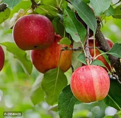 Elephant Apple Plant  Apple Plant kingdom126-thumb2