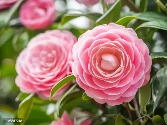 ZZ Plant  Camellia Flower Plant  06-thumb0