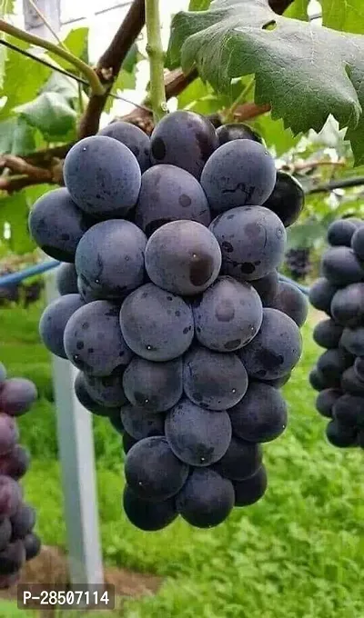 Grapes Plant  Black grapes Plant  Kala angoor Plant s  Grafted    Plant-thumb2