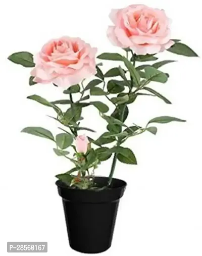 Earth Angels Rose Plant Light Pink Hybrid Rose Plant Hybrid Include Plastic Pot-thumb0