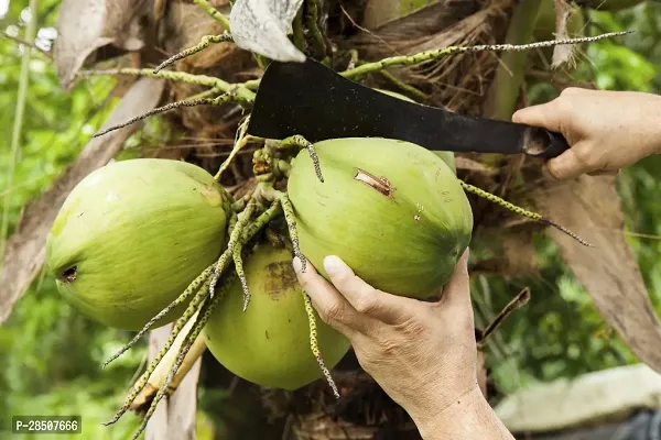 Coconut Plant  Coconut Plant heaven21