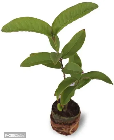 Earth Angels Guava Plant RED GUAVA PLANT-thumb3