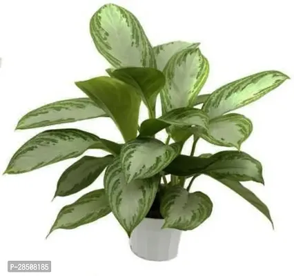 Aglaonema Plant  SnowWhite Xpagoda15